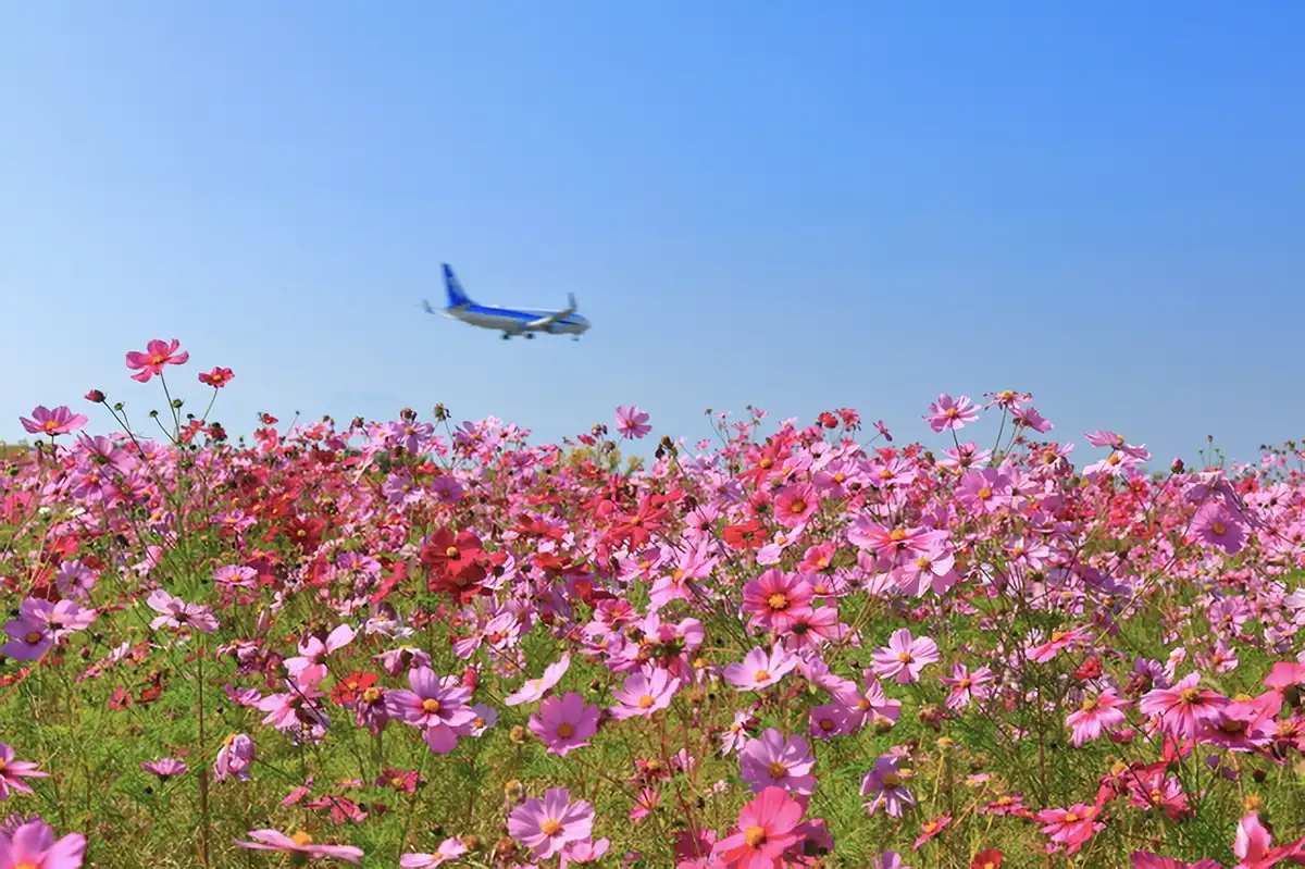 佐賀空港コスモス園