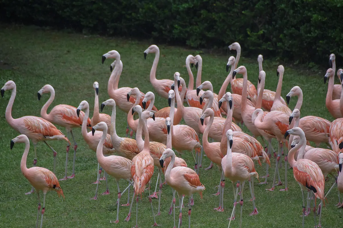 宮崎市フェニックス自然動物園