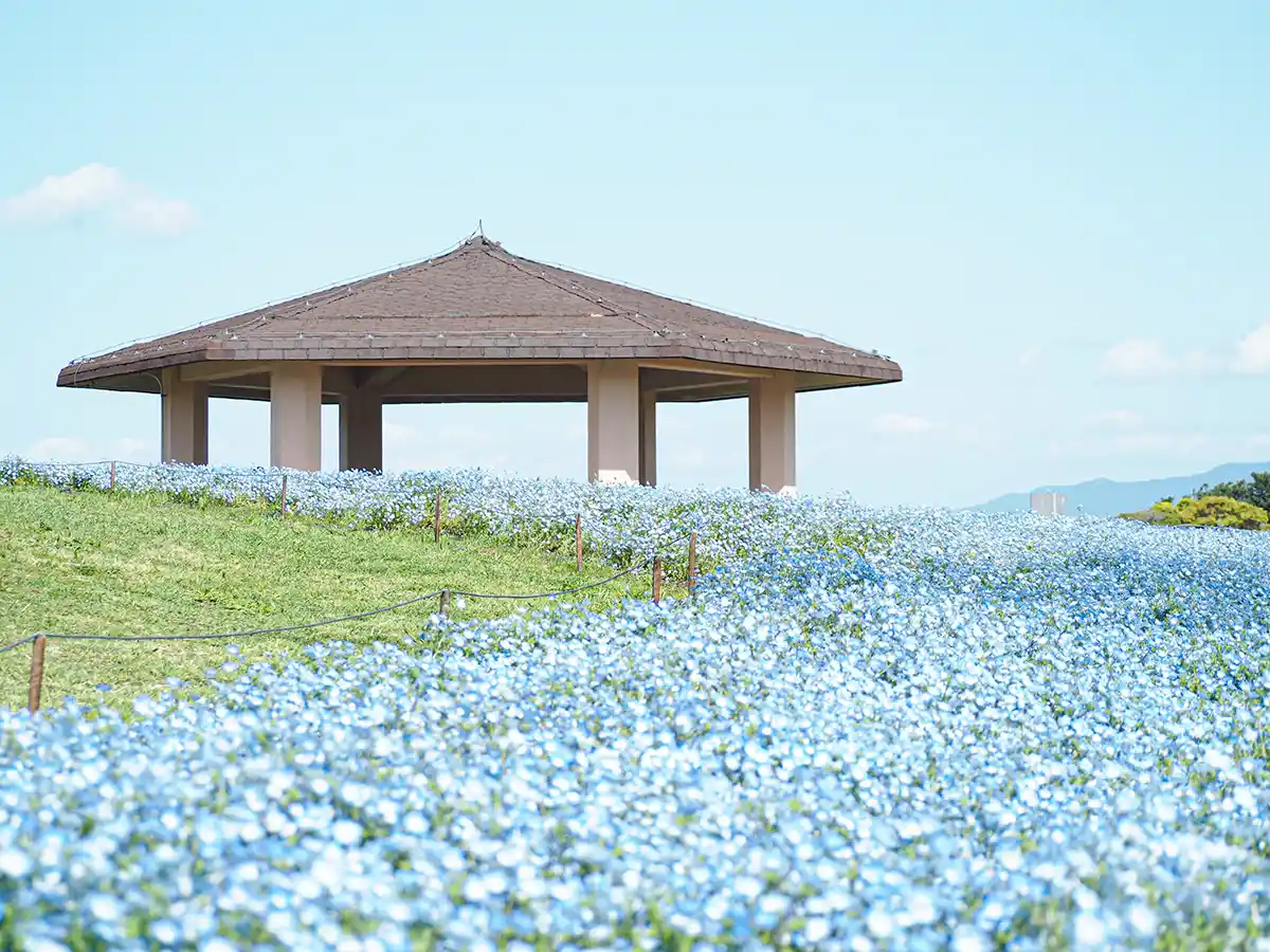 海の中道海浜公園(福岡)
