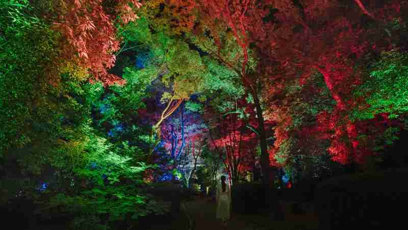 チームラボ《呼応する木々》&copy; チームラボ  ※参考画像