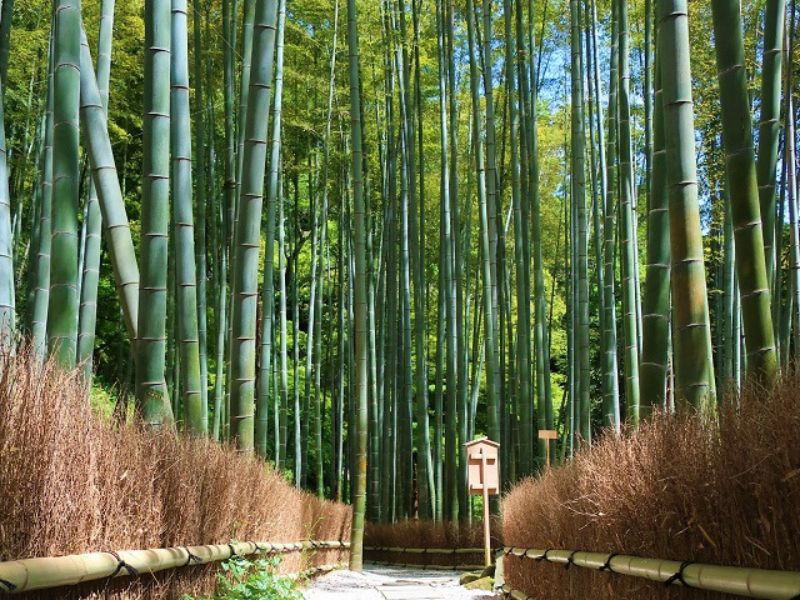 画像提供：荏柄天神社