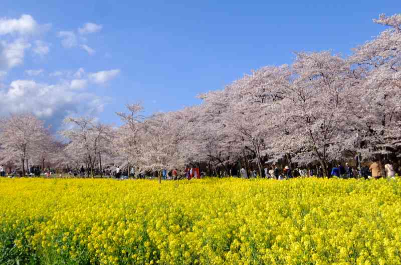 赤城南面千本桜　©前橋観光コンベンション協会