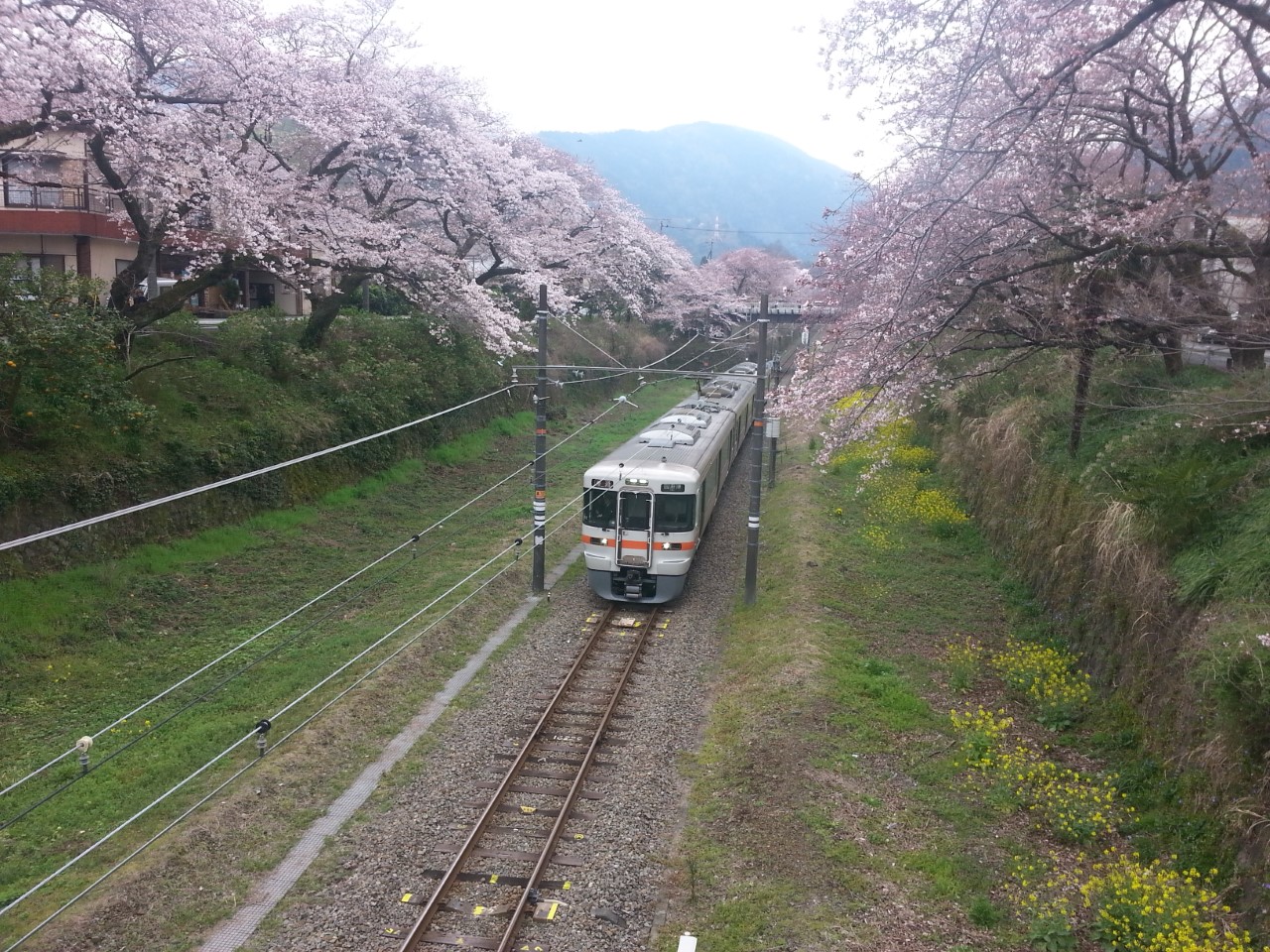 桜トンネルを疾走と走る御殿場線313系電車「撮影ポイントより」