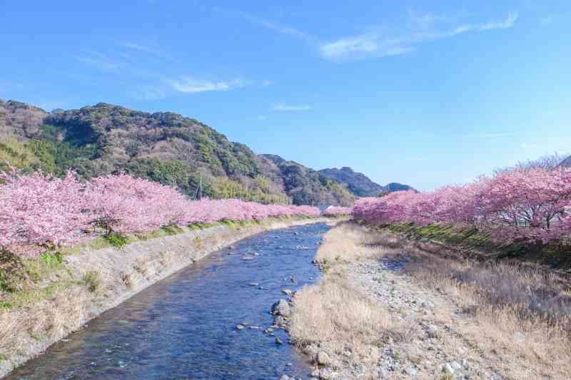 河津桜（イメージ）