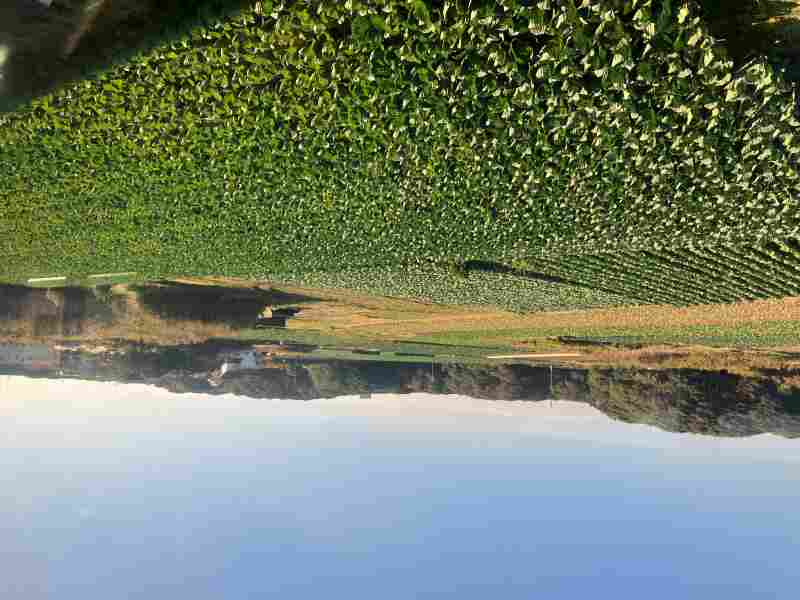 銚子電鉄沿線にも広がっているキャベツ畑（列車内より撮影）