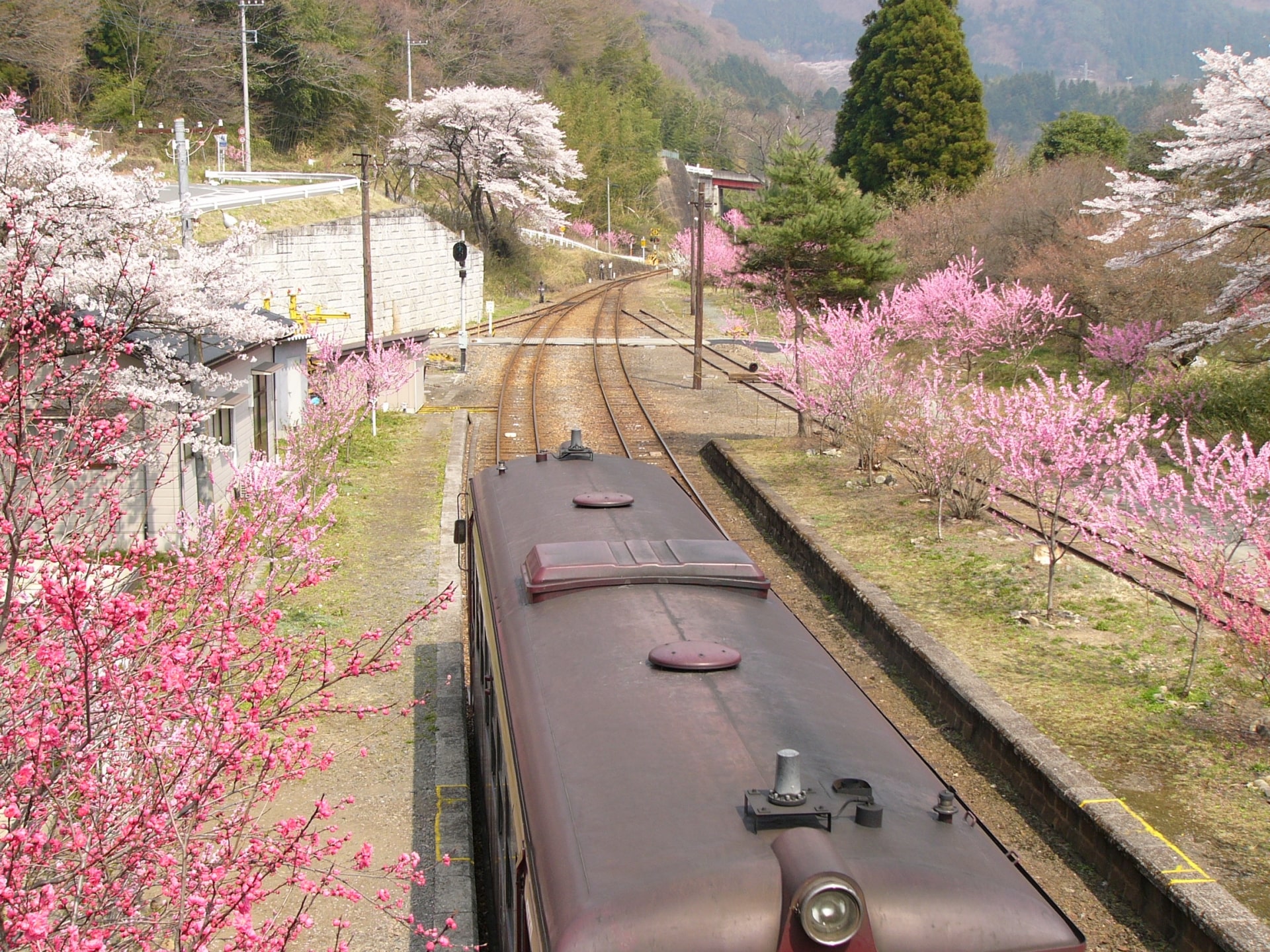 沿線には多くの花が咲いております　ⓒわたらせ渓谷鐵道株式会社