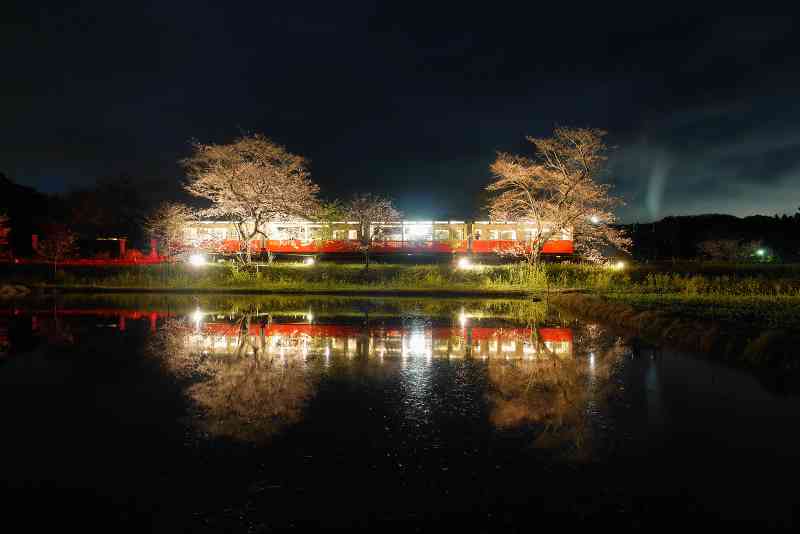 煌びやかな夜桜トロッコ　ⓒ小湊鐵道株式会社