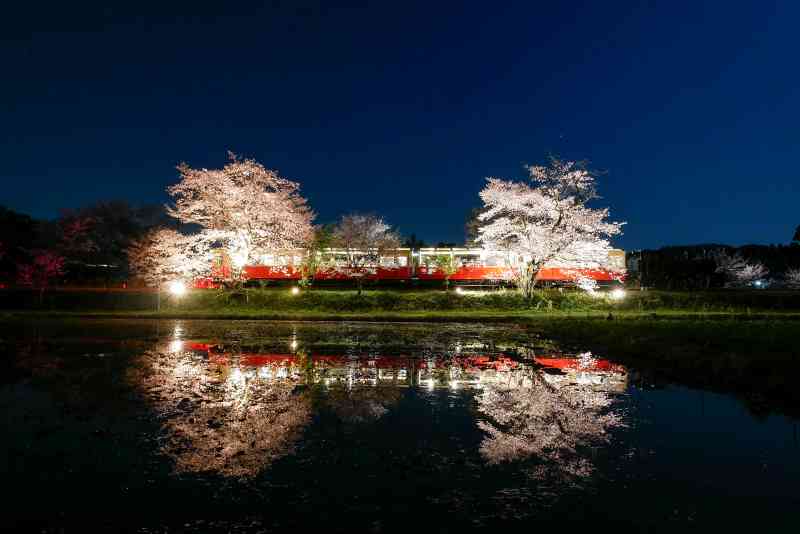 桜と夜桜トロッコ　ⓒ小湊鐵道株式会社